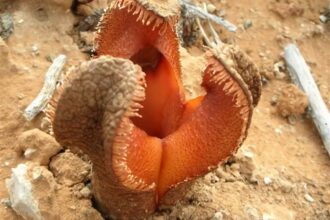 Hydnora