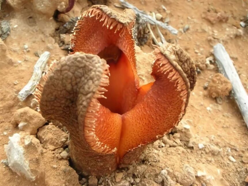 Hydnora