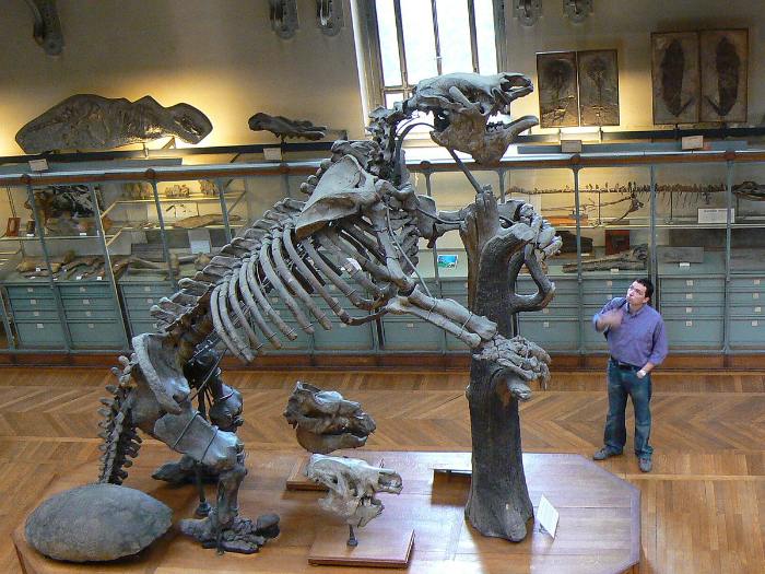 Paris Ulusal Doğa Tarihi Müzesi'nde Megatherium americanum iskeleti.