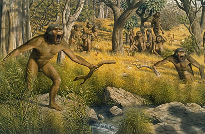 Australopithecus'u bölgesini savunurken gösteren resim.