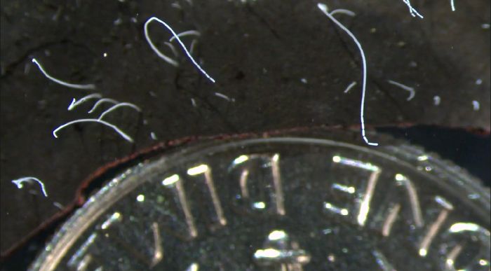 Bozuk para yanında görüntülenen Thiomargarita magnifica.