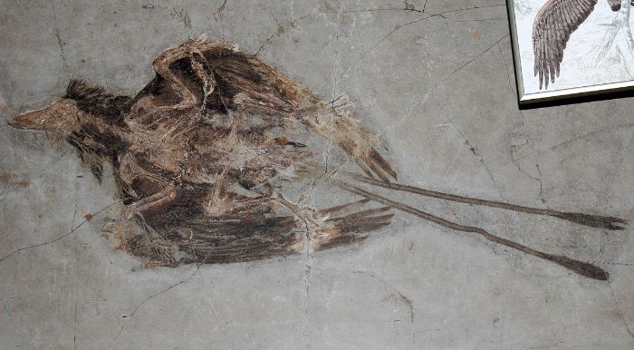 Yaklaşık karga büyüklüğünde olan Confuciusornis tam bir gagası olduğu bilinen en eski kuştur. Kuşumsu dinozor Archaeopteryx'ten 10 ila 15 milyon yıl sonra ortaya çıktı ve ataları gibi pençeli parmakları vardı.