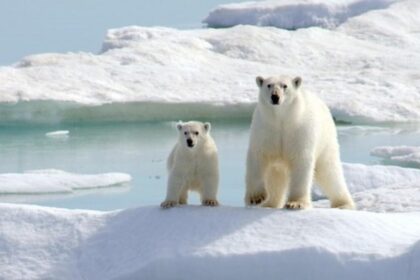 Antarktika'da neden kutup ayısı yaşamıyor?