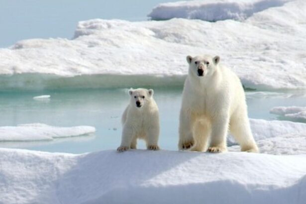 Antarktika'da neden kutup ayısı yaşamıyor?
