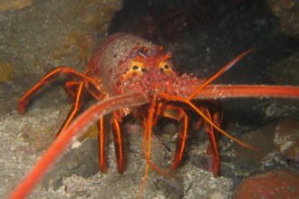 California spiny lobster