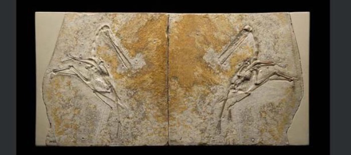 Genç Pterodactylus antiquus'un bu fosili, zengin fosil yataklarıyla bilinen Almanya'nın Solnhofen yakınlarındaki kireçtaşı katmanlarında bulundu. Nadiren bu kadar net ve eksiksizdir.
