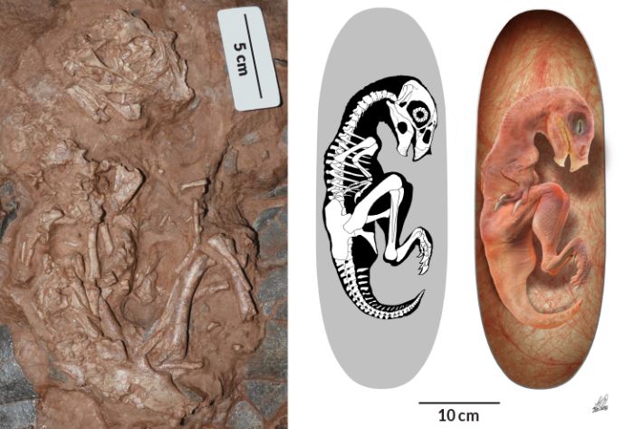 Bulunduğu yumurtaların (gri) üzerinde sol tarafta Baby Louie adlı ünlü dinozor fosili embriyosu görülüyor.