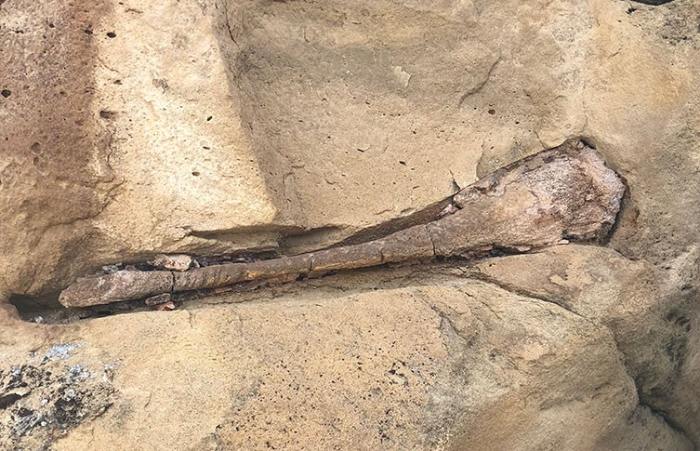 Bu kemik çevredeki kumtaşından doğal olarak aşınmış olarak bulundu. Bunun gibi parçalar yakınlarda daha fazla kemik olabileceğini gösterir.