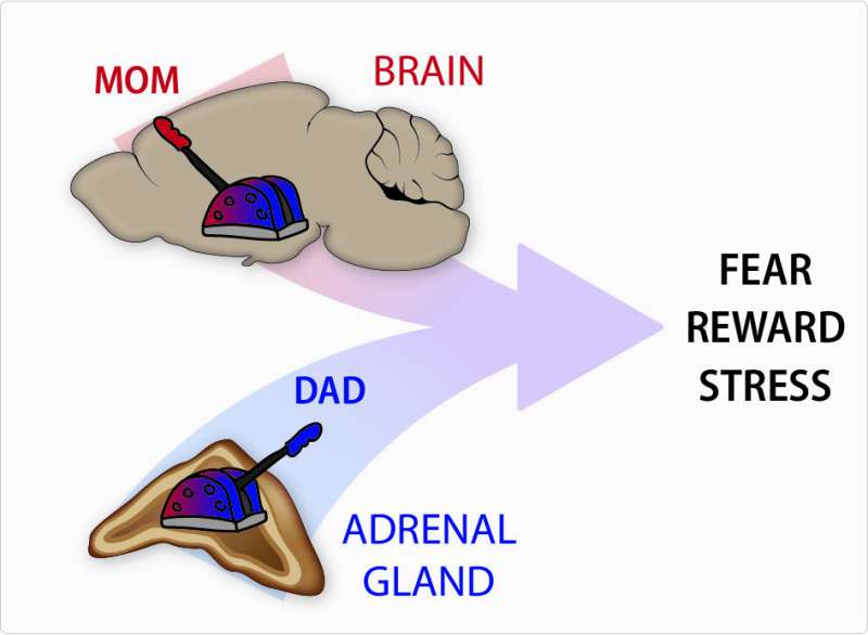 Annenin genleri beyni ve babanın genleri adrenal (böbreküstü) bezini etkiliyor.