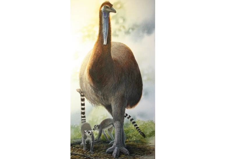 800 kg ağırlığa ulaşan yaşamış en büyük kuş olan Vorombe titan.