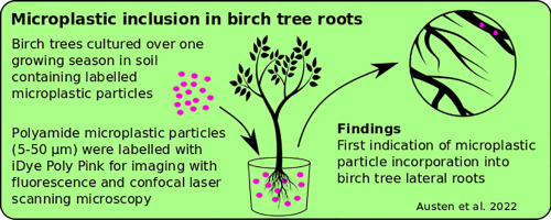 Odunsu bitkilerin kök dokularına mikroplastik almasının belgelenmiş ilk göstergesi.