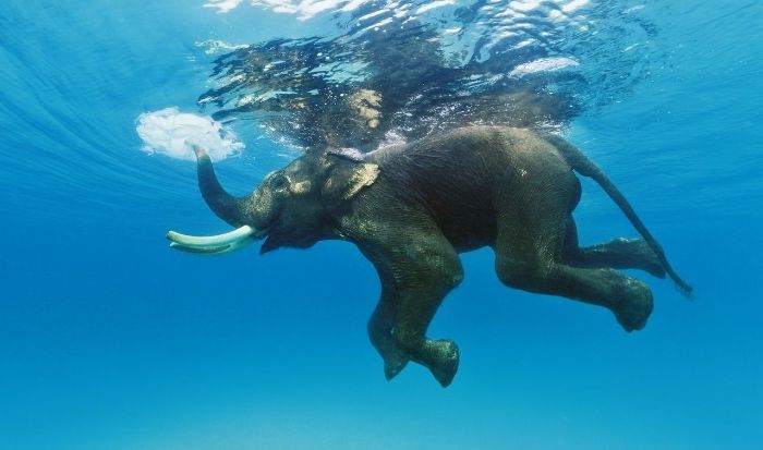 Hortumunu şnorkel olarak kullanan fil.