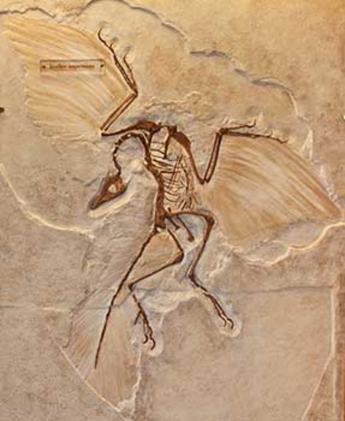Archaeopteryx kuşların kökenine uzanan bir geçiş hayvanıdır. 