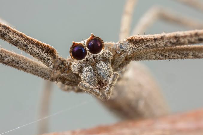 En büyük göze sahip örümcek olan Deinopis başta iki göze sahip gibi görünür ancak aslında sekiz gözü vardır.