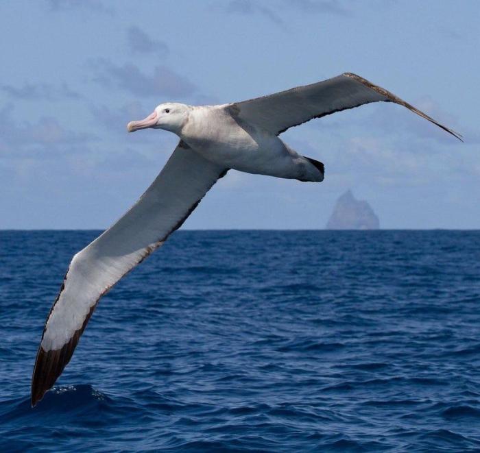 Kanat Açıklığına Göre Dünya'nın En Büyük Kuşu: Gezgin Albatros