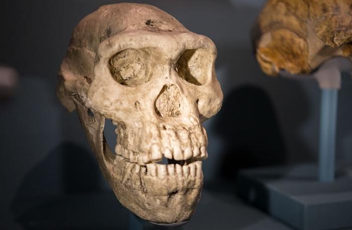 Dmanisi, Gürcistan'da bulunan en eksiksiz Homo erectus kafatası