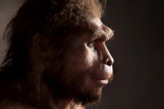 Homo erectus