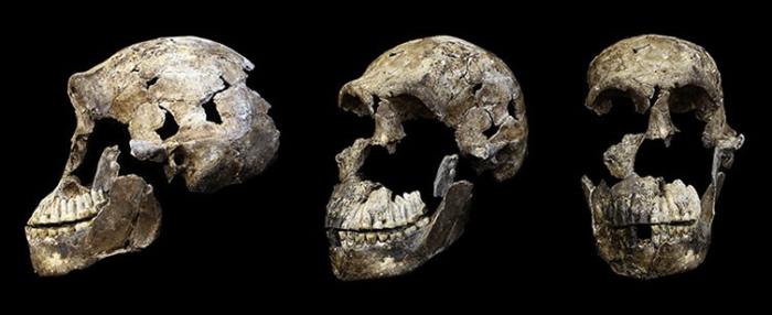 En eksiksiz Homo naledi kafatası.