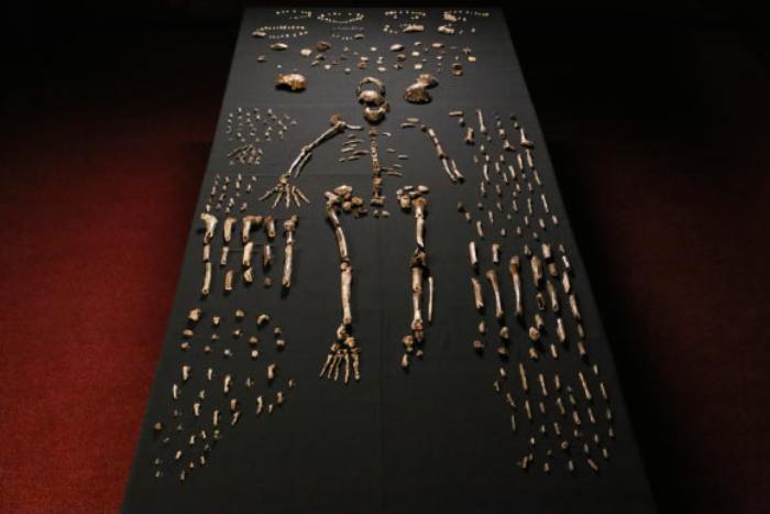 100 kadar Homo naledi fosili.