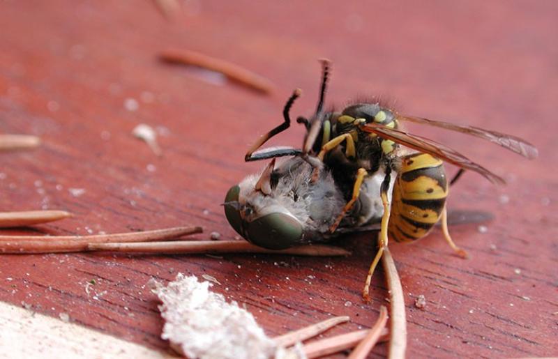 At sineği avlayan bir bayağı eşek arısı onu parçalara ayırıp larvalarına besleyecek (Vespula vulgaris).