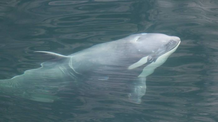 Nadir bir beyaz orka katil balina