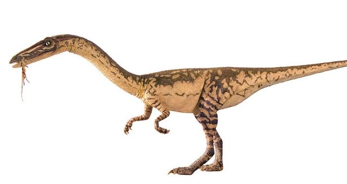Triyas Dönemi'nde yaşamış Coelophysis dinozoru.