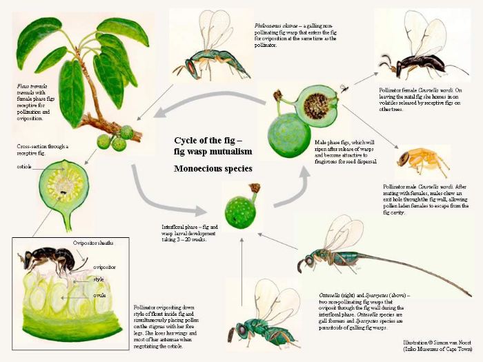 İncir eşek arısı ve incir arasındaki birlikte evrim o kadar derindir ki bir organizma diğeri olmadan var olamaz.