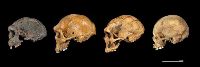 Homo erectus, Homo heidelbergensis, Homo neanderthalensis ve Homo sapiens kafatasları