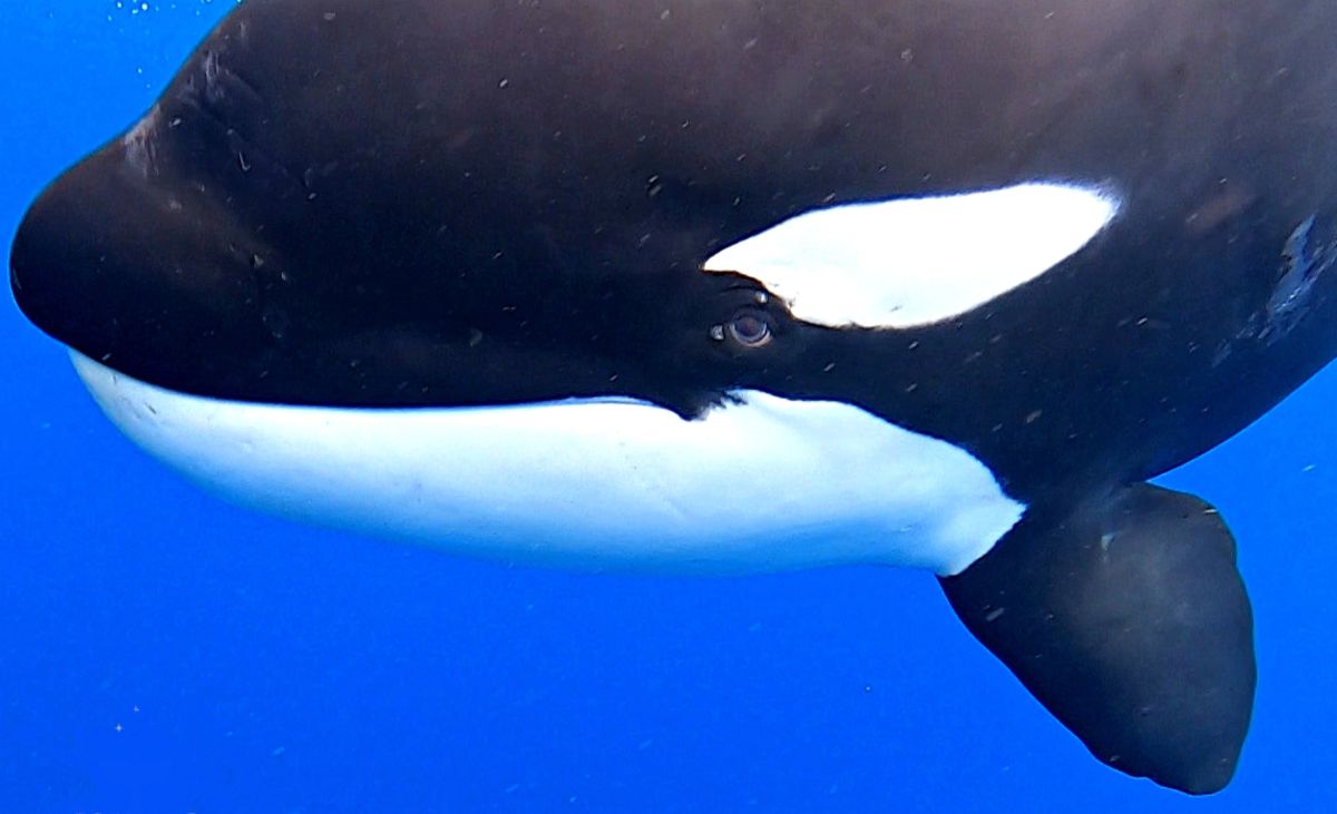 orka katil balina