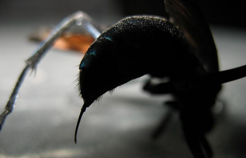 TARANTULAN şahini eşek arısı