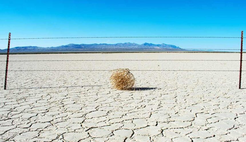 tumbleweed dongele