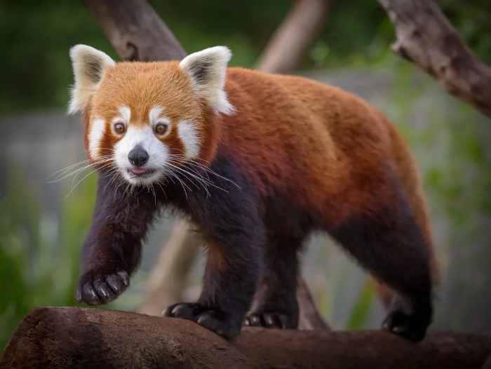 Kırmızı panda, Ailuridae ailesinin yaşayan tek üyesi.