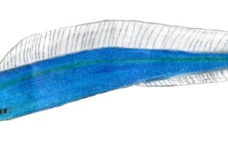 Haikouichthys