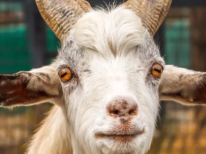 Keçilerin göz bebeği neden yatay dikdörtgen