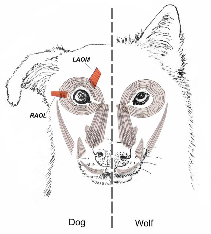 Kurt atalarının aksine, köpekler insanları manipüle etmek için özel üzüntü kasları (kırmızı renkli) geliştirdiler.