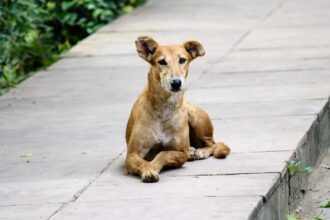 Köpekler yüksek sese neden uluyarak tepki veriyor