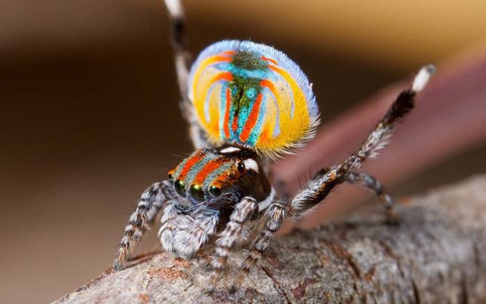 Doğadaki en renkli hayvanlardan tavus kuşu örümceği