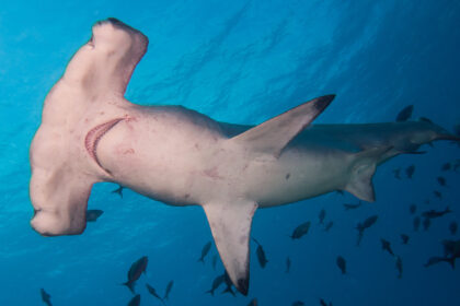 Scalloped Hammerhead Shark (Sphyrna lewini)