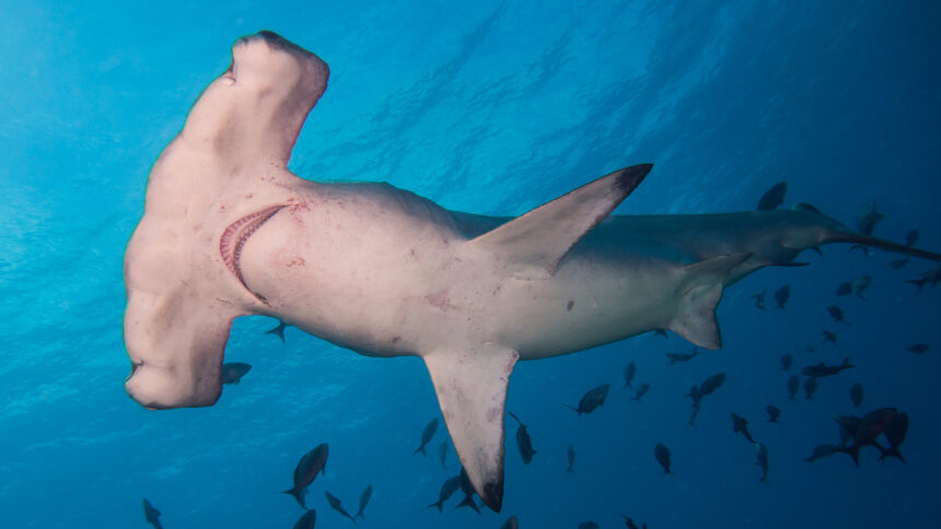 Scalloped Hammerhead Shark (Sphyrna lewini)