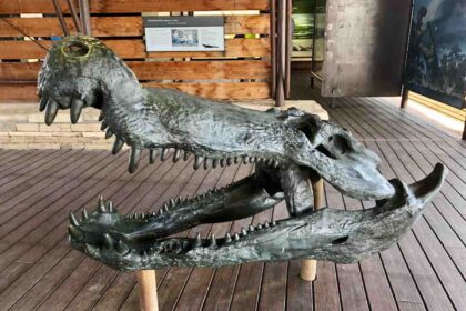 Timsahlar dinozor avladı Confractosuchus sauroktonos