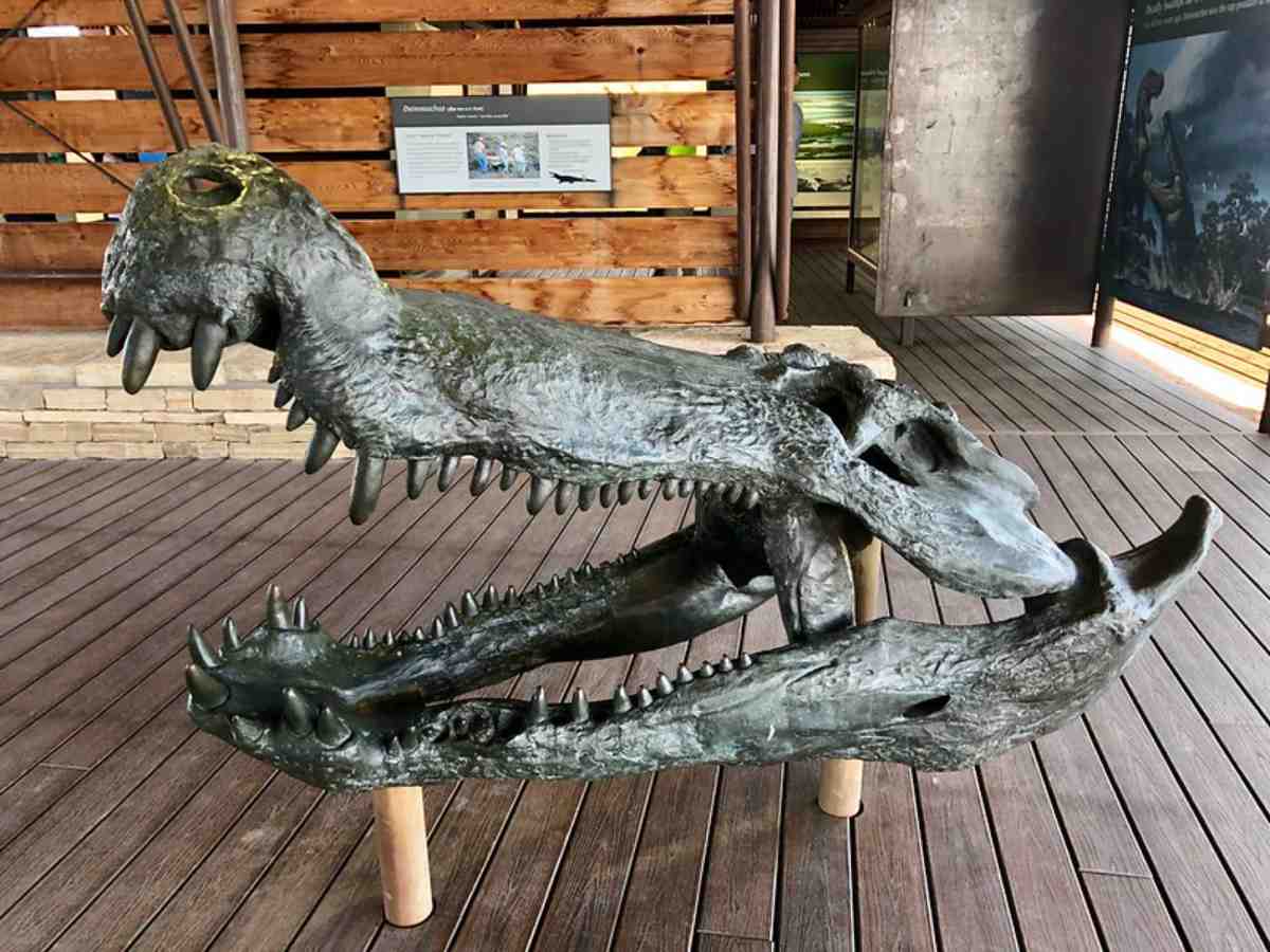Timsahlar dinozor avladı Confractosuchus sauroktonos