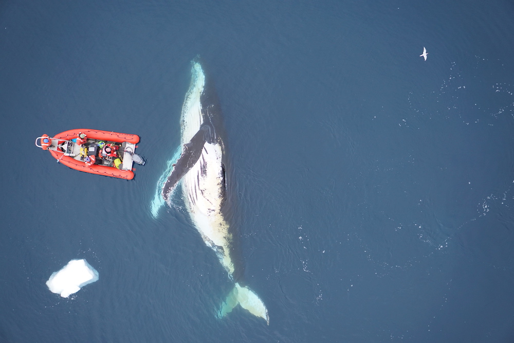 Bir kambur balina Antarktika'daki bilim insanlarının etrafında dolaşıyor