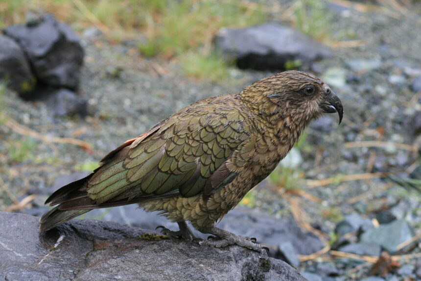 kea