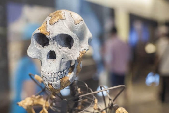 Bir müzede sergilenen Lucy isimli dişi Australopithecus afarensis