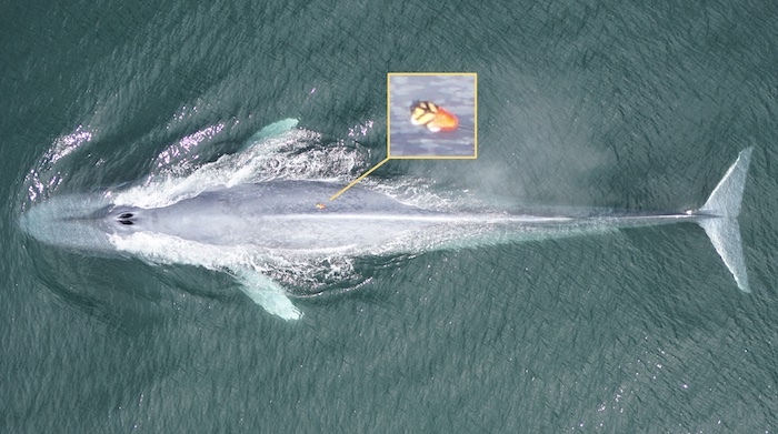 Kaliforniya'nın Big Sur bölgesinin kıyılarında etiketlenip izlenen bir mavi balina / Duke Marine Robotics & Remote Sensing
