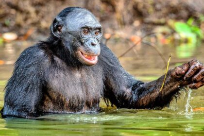 suda oynayan şempanze