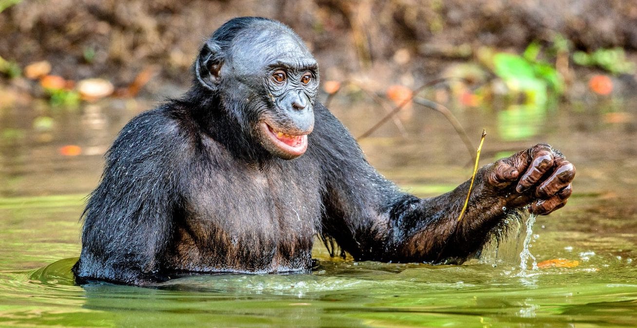 suda oynayan şempanze