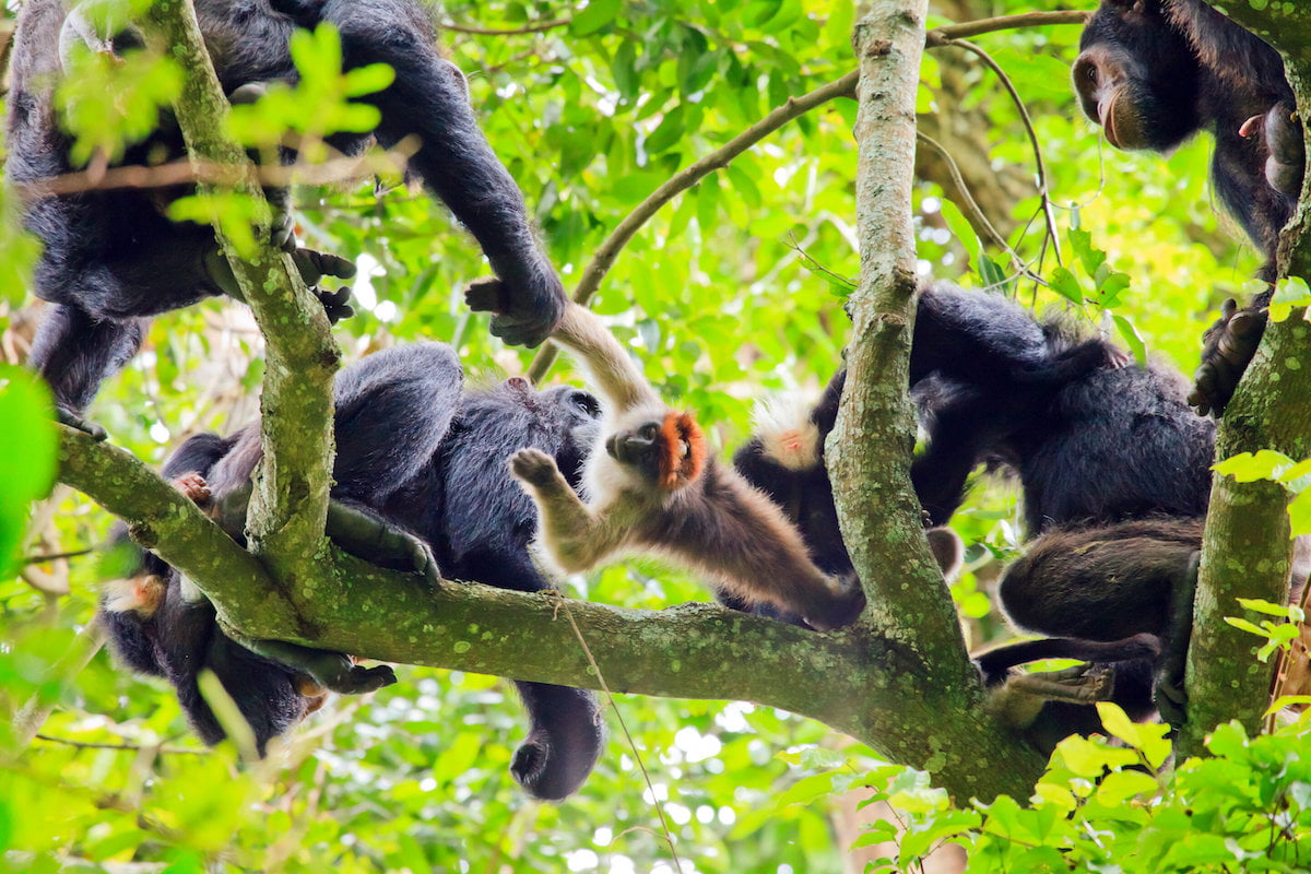 Yükseklerde, bir grup şempanze daha küçük bir primat türünü avlıyor: kırmızı kolobus maymunu.