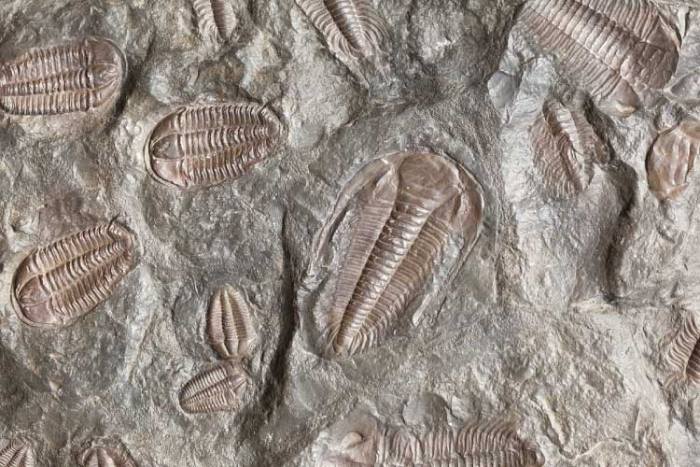 Trilobit fosil