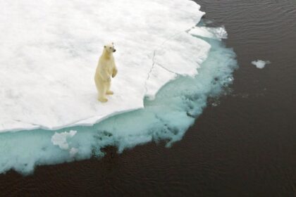 Kutup ayısının soyu ne zaman tükenecek